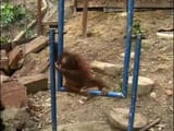 dumbponghahawahwah
