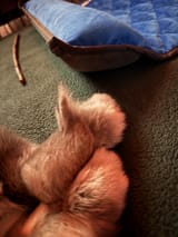 feet fluff