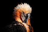 bearded-vulture-gypaetus-barbatus-detail-portrait-rare-mountain-bird-rocky-habitat-spain-close-up-beautiful-europe-sitting-153752262