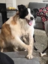i-have-a-very-weird-looking-border-collie-v0-n465xm46aiec1