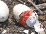 hatching-pelican-melissa-peterson