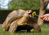 Tort 2