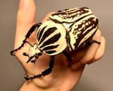 Goliathus.orientalis