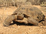 2012.10.30 - Desert Tortoise - Las Vegas - Nevada - Dan Fillipi - FWS
