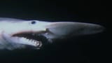 goblin-shark-pictures-1200-x-676-vtupksinxzi832ro