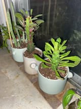 Plant