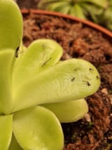 Gnats butterwort