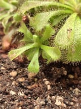 Gnats sundew