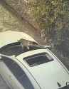 cat car roof_thumb.jpg