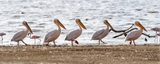 Screenshot 2025-07-12 at 07-44-15 Pelicans March in a Single File Line Along the Shore of Lake Nakuru National Park Kenya Africa Stock Photo - Image of fauna white 273626978