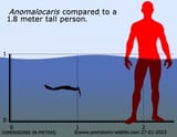 anomalocaris-size