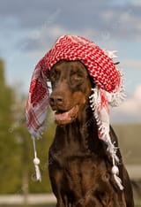 pngtree-dog-in-hat-arab-friendship-retro-photo-picture-image_4691445
