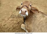 sikar-7-january-2021-selective-600w-1888671568