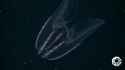 Comb Jelly Cilia_thumb.jpg