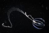 Pacific sea gooseberry (Pleurobrachia bachei)
