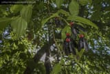 Bromophila_caffra_01