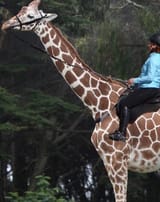 giraffe3