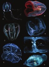 Various Species of Comb Jellies
