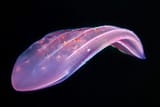 Ctenophora-Beroe-forskalii