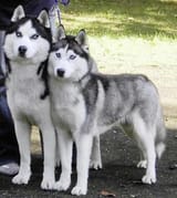 Siberian-Husky