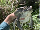 coloradotoad