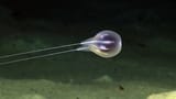 Duobrachium sparksae