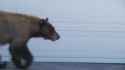 Scared Animals_thumb.jpg