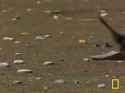 feathered rats set up camp_thumb.jpg