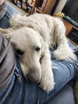 cuddlepuppy