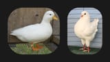 Thread 5015563 OP Image