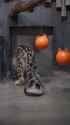 snow leopard tail hunt_thumb.jpg