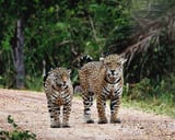 jaguar male &amp; female