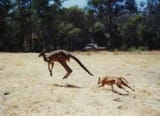 Dingo-hunting-kangaroo-300x218