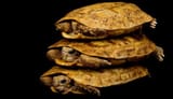 pancake-tortoise