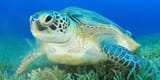 reptile_green-sea-turtle_600x300
