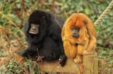 Black and Gold Howler Monkeys