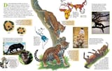 ZB_BigCats24_pp4-5_2400x1536-1