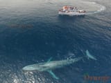 whale boat oc