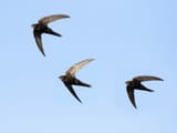 swift-group