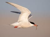 tern
