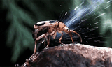 bombardier beetle