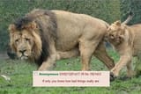 lion if only 2