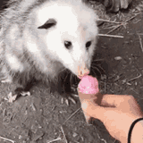 licky
