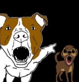 SoyBooru - Post 77557 abc adam_britton australia bald beard biting_lip british chest_hair chihuahua_(dog_breed) deformed dog ey