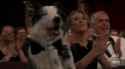 dog clap makes lol_thumb.jpg