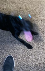 6724d312dc092_blurry-dog-pics