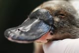 sydney-australia-a-platypus-receives-a-health-check-at-taronga-zoo-on-june-09-2021-in-sydney