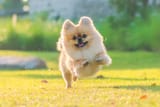 Pomeranian-with-Zoomies