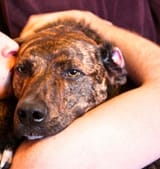 dog-cuddle