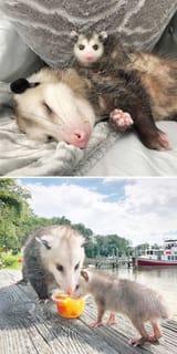 funny-cute-possums-opossums-129-61b9f3fc541d1__700